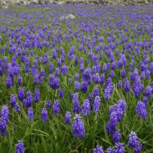 Muscari armeniacum